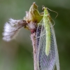 Stink lacewing | Chrysopa sp. | Fotografijos autorius : Darius Baužys | © Macrogamta.lt | Šis tinklapis priklauso bendruomenei kuri domisi makro fotografija ir fotografuoja gyvąjį makro pasaulį.