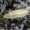 Stink lacewing - Chrysopa sp., larva | Fotografijos autorius : Kazimieras Martinaitis | © Macronature.eu | Macro photography web site