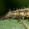 Stink lacewing - Chrysopa sp., larva | Fotografijos autorius : Oskaras Venckus | © Macronature.eu | Macro photography web site