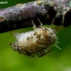Stink lacewing - Chrysopa sp., larva | Fotografijos autorius : Romas Ferenca | © Macronature.eu | Macro photography web site