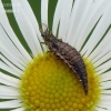 Stink lacewing - Chrysopa sp., larva | Fotografijos autorius : Darius Baužys | © Macrogamta.lt | Šis tinklapis priklauso bendruomenei kuri domisi makro fotografija ir fotografuoja gyvąjį makro pasaulį.