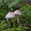 Dvokioji žvynabudėlė - Lepiota cristata | Fotografijos autorius : Vytautas Gluoksnis | © Macronature.eu | Macro photography web site