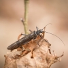 Stonefly - Taeniopterygidae | Fotografijos autorius : Saulius Drazdauskas | © Macronature.eu | Macro photography web site