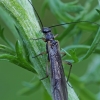 Stonefly | Fotografijos autorius : Gintautas Steiblys | © Macronature.eu | Macro photography web site