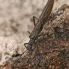 Stonefly | Fotografijos autorius : Gintautas Steiblys | © Macronature.eu | Macro photography web site