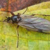 Storakojis uodas - Bibio clavipes ♀ | Fotografijos autorius : Žilvinas Pūtys | © Macrogamta.lt | Šis tinklapis priklauso bendruomenei kuri domisi makro fotografija ir fotografuoja gyvąjį makro pasaulį.