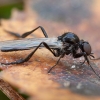 Storakojis uodas - Bibio clavipes ♂ | Fotografijos autorius : Žilvinas Pūtys | © Macrogamta.lt | Šis tinklapis priklauso bendruomenei kuri domisi makro fotografija ir fotografuoja gyvąjį makro pasaulį.