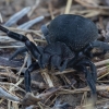 Storavoris - Eresus walckenaeri ♀ | Fotografijos autorius : Žilvinas Pūtys | © Macrogamta.lt | Šis tinklapis priklauso bendruomenei kuri domisi makro fotografija ir fotografuoja gyvąjį makro pasaulį.