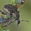 Straubliukas - Donus zoilus | Fotografijos autorius : Gintautas Steiblys | © Macrogamta.lt | Šis tinklapis priklauso bendruomenei kuri domisi makro fotografija ir fotografuoja gyvąjį makro pasaulį.