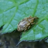 Straubliukas - Ellescus scanicus | Fotografijos autorius : Romas Ferenca | © Macrogamta.lt | Šis tinklapis priklauso bendruomenei kuri domisi makro fotografija ir fotografuoja gyvąjį makro pasaulį.