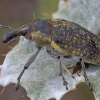 Straubliukas - Larinus latus | Fotografijos autorius : Žilvinas Pūtys | © Macrogamta.lt | Šis tinklapis priklauso bendruomenei kuri domisi makro fotografija ir fotografuoja gyvąjį makro pasaulį.