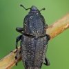 Straubliukas - Sphenophorus venatus vestitus | Fotografijos autorius : Gintautas Steiblys | © Macrogamta.lt | Šis tinklapis priklauso bendruomenei kuri domisi makro fotografija ir fotografuoja gyvąjį makro pasaulį.