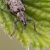 Lapinukas - Polydrusus cervinus | Fotografijos autorius : Gintautas Steiblys | © Macrogamta.lt | Šis tinklapis priklauso bendruomenei kuri domisi makro fotografija ir fotografuoja gyvąjį makro pasaulį.