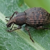 Laiškeninis straubliukas - Tropiphorus elevatus | Fotografijos autorius : Gintautas Steiblys | © Macrogamta.lt | Šis tinklapis priklauso bendruomenei kuri domisi makro fotografija ir fotografuoja gyvąjį makro pasaulį.