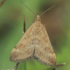 Straw-barred Pearl - Pyrausta despicata | Fotografijos autorius : Gintautas Steiblys | © Macronature.eu | Macro photography web site