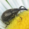 Strawberry-blossom Weevil - Anthonomus rubi | Fotografijos autorius : Vidas Brazauskas | © Macronature.eu | Macro photography web site