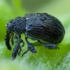 Strawberry-blossom Weevil - Anthonomus rubi | Fotografijos autorius : Žilvinas Pūtys | © Macronature.eu | Macro photography web site