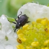 Strawberry-blossom Weevil - Anthonomus rubi | Fotografijos autorius : Romas Ferenca | © Macronature.eu | Macro photography web site