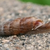 Strigileuxina reuleauxi | Fotografijos autorius : Gintautas Steiblys | © Macronature.eu | Macro photography web site