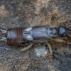 Striped earwig - Forficula lurida ♂ | Fotografijos autorius : Žilvinas Pūtys | © Macronature.eu | Macro photography web site