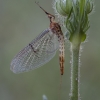 Striped mayfly - Ephemera lineata ♀ | Fotografijos autorius : Žilvinas Pūtys | © Macronature.eu | Macro photography web site