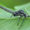 Striped mayfly - Ephemera lineata, exuviae | Fotografijos autorius : Gintautas Steiblys | © Macronature.eu | Macro photography web site
