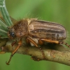 Summer Chafer - Amphimallon solstitiale  | Fotografijos autorius : Gintautas Steiblys | © Macronature.eu | Macro photography web site