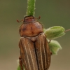 Summer Chafer - Amphimallon solstitiale | Fotografijos autorius : Gintautas Steiblys | © Macronature.eu | Macro photography web site