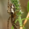 Summer Orbweaver  - Metellina mengei  | Fotografijos autorius : Gintautas Steiblys | © Macronature.eu | Macro photography web site