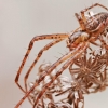 Summer Orbweaver - Metellina mengei  | Fotografijos autorius : Gintautas Steiblys | © Macronature.eu | Macro photography web site