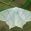 Swallow-tailed moth - Ourapteryx sambucaria | Fotografijos autorius : Gintautas Steiblys | © Macronature.eu | Macro photography web site