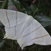 Swallow-tailed moth - Ourapteryx sambucaria | Fotografijos autorius : Vytautas Gluoksnis | © Macronature.eu | Macro photography web site