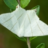 Swallow-tailed moth - Ourapteryx sambucaria | Fotografijos autorius : Žilvinas Pūtys | © Macronature.eu | Macro photography web site