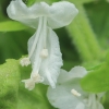 Kvapusis bazilikas - Ocimum basilicum | Fotografijos autorius : Gintautas Steiblys | © Macronature.eu | Macro photography web site