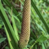 Sweet Flag - Acorus calamus | Fotografijos autorius : Gintautas Steiblys | © Macronature.eu | Macro photography web site