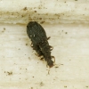 Swollen fungus beetle - Cartodere nodifer | Fotografijos autorius : Vidas Brazauskas | © Macronature.eu | Macro photography web site