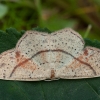 Taškuotasis taškasprindis - Cyclophora punctaria | Fotografijos autorius : Žilvinas Pūtys | © Macrogamta.lt | Šis tinklapis priklauso bendruomenei kuri domisi makro fotografija ir fotografuoja gyvąjį makro pasaulį.