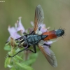 Dygliamusė - Cylindromyia brassicaria ♂ | Fotografijos autorius : Žilvinas Pūtys | © Macronature.eu | Macro photography web site