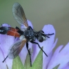 Tachinid fly - Cylindromyia brassicaria | Fotografijos autorius : Gintautas Steiblys | © Macronature.eu | Macro photography web site
