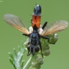 Tachinid fly - Cylindromyia brassicaria | Fotografijos autorius : Vidas Brazauskas | © Macronature.eu | Macro photography web site