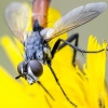Tachinid fly - Cylindromyia brassicaria | Fotografijos autorius : Darius Baužys | © Macronature.eu | Macro photography web site