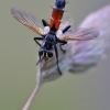 Tachinid fly - Cylindromyia brassicaria | Fotografijos autorius : Agnė Našlėnienė | © Macronature.eu | Macro photography web site