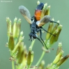 Tachinid fly - Cylindromyia brassicaria | Fotografijos autorius : Vidas Brazauskas | © Macronature.eu | Macro photography web site