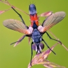 Tachinid fly - Cylindromyia brassicaria | Fotografijos autorius : Lukas Jonaitis | © Macronature.eu | Macro photography web site