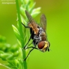 Tachinid fly - Eliozeta pellucens | Fotografijos autorius : Romas Ferenca | © Macronature.eu | Macro photography web site