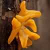 Tampriagrybis - Calocera furcata | Fotografijos autorius : Žilvinas Pūtys | © Macrogamta.lt | Šis tinklapis priklauso bendruomenei kuri domisi makro fotografija ir fotografuoja gyvąjį makro pasaulį.