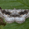 Tamsiajuostis žievėsprindis - Alcis repandata f. conversaria | Fotografijos autorius : Žilvinas Pūtys | © Macrogamta.lt | Šis tinklapis priklauso bendruomenei kuri domisi makro fotografija ir fotografuoja gyvąjį makro pasaulį.