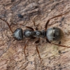 Tamsiarudė miško skruzdėlė - Formica fusca | Fotografijos autorius : Žilvinas Pūtys | © Macrogamta.lt | Šis tinklapis priklauso bendruomenei kuri domisi makro fotografija ir fotografuoja gyvąjį makro pasaulį.