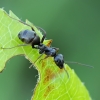 Tamsiarudė miško skruzdėlė - Formica fusca | Fotografijos autorius : Gintautas Steiblys | © Macrogamta.lt | Šis tinklapis priklauso bendruomenei kuri domisi makro fotografija ir fotografuoja gyvąjį makro pasaulį.