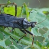 Tamsioji plėšriablakė - Reduvius personatus | Fotografijos autorius : Gintautas Steiblys | © Macrogamta.lt | Šis tinklapis priklauso bendruomenei kuri domisi makro fotografija ir fotografuoja gyvąjį makro pasaulį.